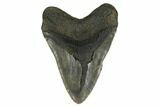 Huge, Fossil Megalodon Tooth - North Carolina #172575-2